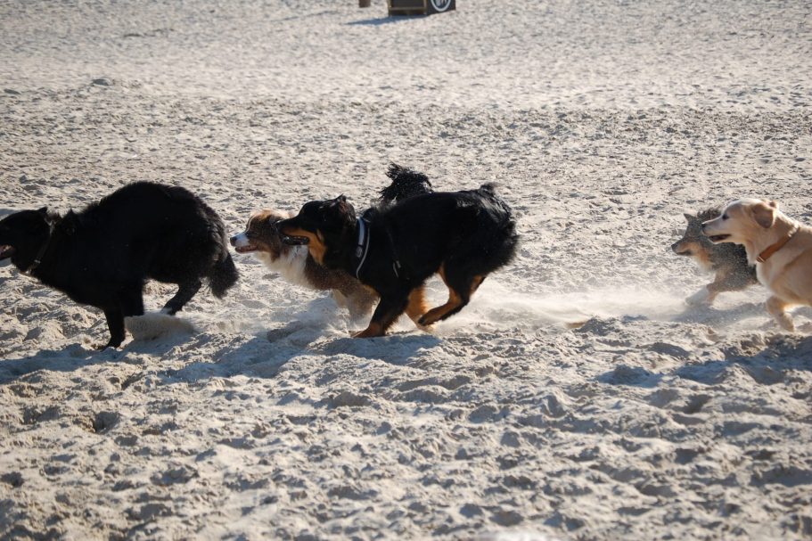 Training kleine Rassen