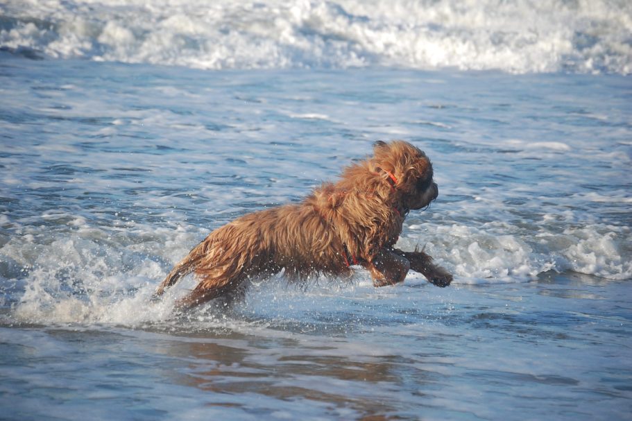 Urlaub mit Hund